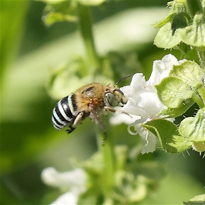 Amegilla sp. (genus) (Blue Banded Bee) at Turner, ACT - 20 Feb 2025 by ConBoekel