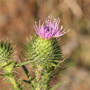 Cirsium vulgare at Gunning, NSW - 21 Feb 2025 07:43 AM