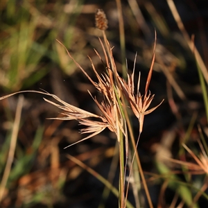 Themeda triandra at Gunning, NSW - 21 Feb 2025 by ConBoekel