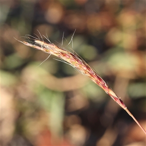 Bothriochloa macra at Gunning, NSW - 21 Feb 2025 07:48 AM