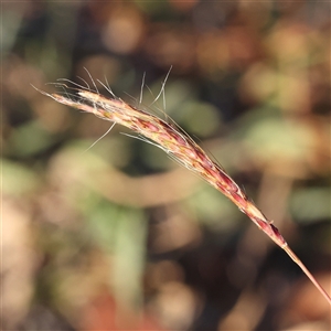 Cymbopogon refractus at Gunning, NSW - 21 Feb 2025 by ConBoekel