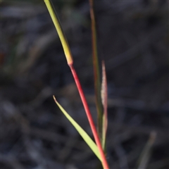 Bothriochloa macra at Gunning, NSW - 21 Feb 2025 07:48 AM
