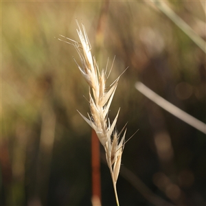 Unidentified Grass at Gunning, NSW - 21 Feb 2025 by ConBoekel