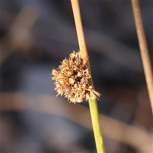 Juncus australis at Gunning, NSW - 21 Feb 2025 07:55 AM