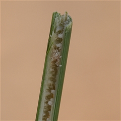 Juncus australis at Gunning, NSW - 21 Feb 2025 07:55 AM