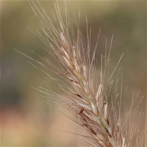 Unidentified Grass at Gunning, NSW - 21 Feb 2025 by ConBoekel