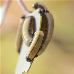 Paropsisterna cloelia (Eucalyptus variegated beetle) at Gunning, NSW - 21 Feb 2025 by ConBoekel