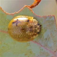 Paropsisterna cloelia (Eucalyptus variegated beetle) at Gunning, NSW - 21 Feb 2025 by ConBoekel