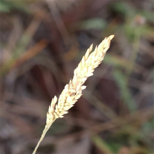 Holcus lanatus at Gunning, NSW - 21 Feb 2025 by ConBoekel