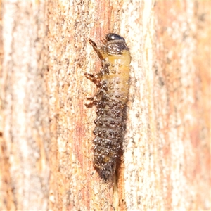 Unidentified Beetle (Coleoptera) at Gunning, NSW - 21 Feb 2025 by ConBoekel