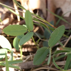 Glycine tabacina (Variable Glycine) at Gunning, NSW - 21 Feb 2025 by ConBoekel