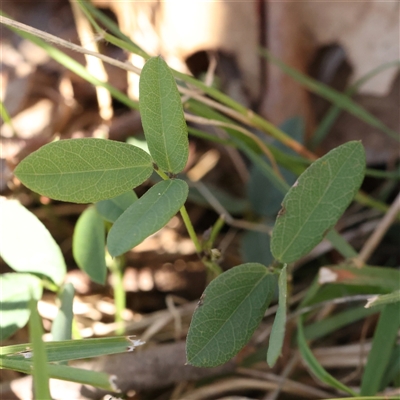 Glycine tabacina (Variable Glycine) at Gunning, NSW - 21 Feb 2025 by ConBoekel