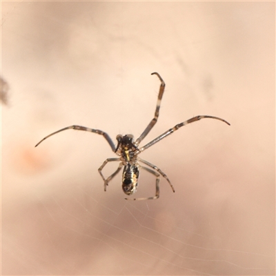 Tetragnathidae (family) (Long-jawed orb weavers) at Gunning, NSW - 21 Feb 2025 by ConBoekel