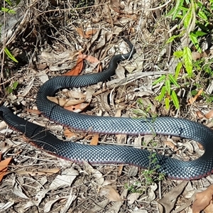 Pseudechis porphyriacus at Bargo, NSW - 12 Apr 2024 by Snows