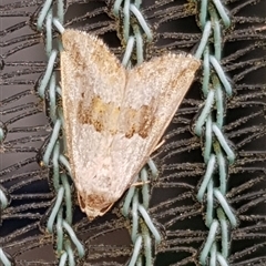 Maliattha amorpha (Brown Bar Moth) at Bargo, NSW - 2 Apr 2024 by Snows