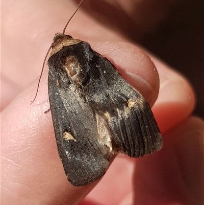 Proteuxoa testaceicollis (Tawny-coloured Noctuid) at Bargo, NSW - 31 Mar 2024 by Snows