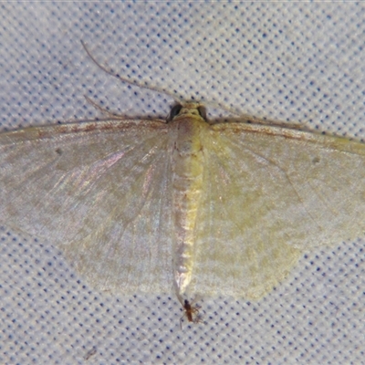 Poecilasthena pulchraria (Australian Cranberry Moth) at Bolivia, NSW - 25 Jan 2007 by PJH123