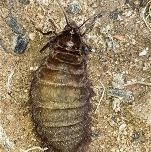 Lepidoptera unclassified ADULT moth at Bargo, NSW - 22 Mar 2024 01:55 PM