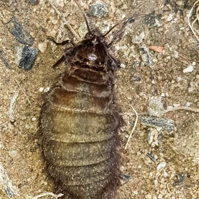 Lepidoptera unclassified ADULT moth (Unidentified - Moth) at Bargo, NSW - 22 Mar 2024 by Snows