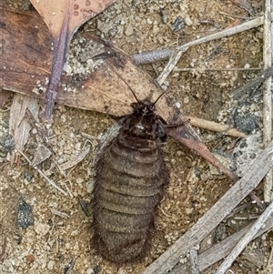 Lepidoptera unclassified ADULT moth at Bargo, NSW - 22 Mar 2024 01:55 PM