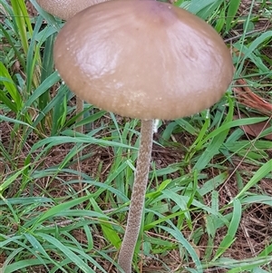 Oudemansiella gigaspora group at Bargo, NSW - 22 Mar 2024 by Snows