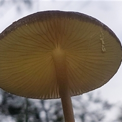 Oudemansiella gigaspora group at Bargo, NSW - 22 Mar 2024 01:58 PM