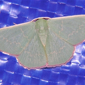 Prasinocyma semicrocea (Common Gum Emerald moth) at Bolivia, NSW - 25 Jan 2007 by PJH123