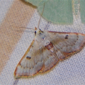 Enispa violacea at Bolivia, NSW - suppressed