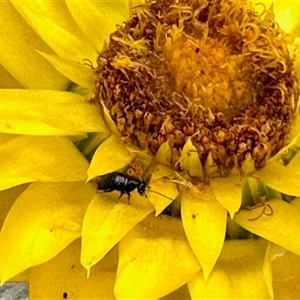 Unidentified Beetle (Coleoptera) at Aranda, ACT - Yesterday by KMcCue