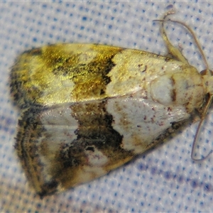 Maliattha amorpha (Brown Bar Moth) at Bolivia, NSW - 25 Jan 2007 by PJH123