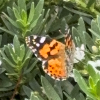 Vanessa kershawi (Australian Painted Lady) at Watson, ACT - Today by Hejor1