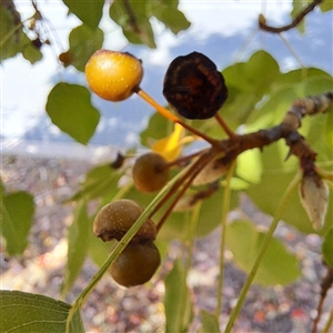 Pyrus calleryana at Watson, ACT - 23 Mar 2025 02:14 PM