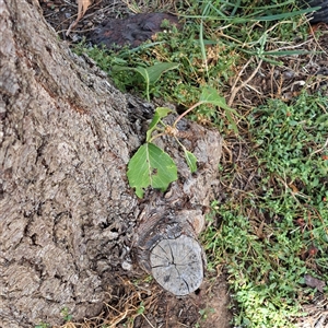 Pyrus calleryana at Watson, ACT - 23 Mar 2025 02:14 PM