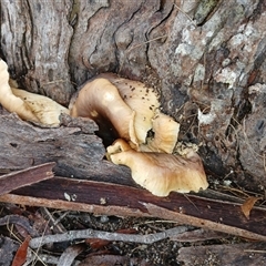 Omphalotus nidiformis at Glen Allen, NSW - Today by mahargiani