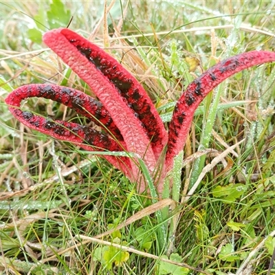 Clathrus archeri (Seastar Stinkhorn) at Tantawangalo, NSW - 23 Mar 2025 by mahargiani