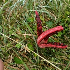 Clathrus archeri at Tantawangalo, NSW - suppressed