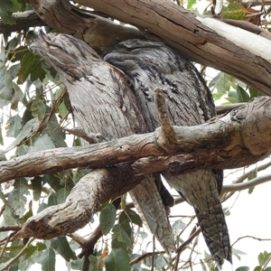 Podargus strigoides at Kambah, ACT - Yesterday by LineMarie