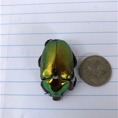 Anoplognathus sp. (genus) (Unidentified Christmas beetle) at Pillar Valley, NSW - Today by JamesLidseyBCT