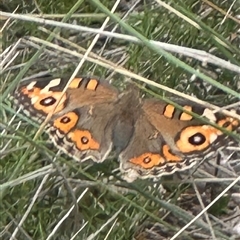 Junonia villida (Meadow Argus) by yellowboxwoodland