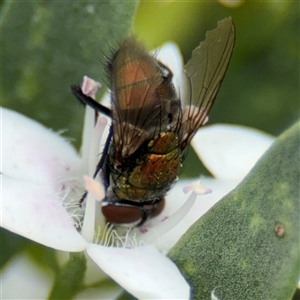 Lucilia sp. (genus) at Watson, ACT - Yesterday by Hejor1