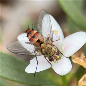 Tachinidae (family) at Watson, ACT - Yesterday by Hejor1