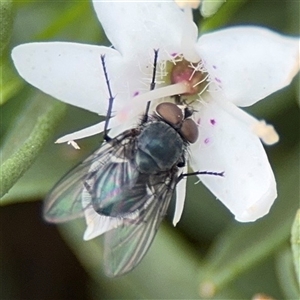 Calliphoridae (family) at Watson, ACT - Yesterday by Hejor1