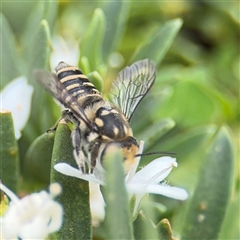 Megachile (Eutricharaea) macularis at Watson, ACT - 23 Mar 2025 12:41 PM