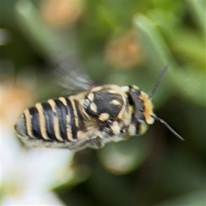 Megachile (Eutricharaea) macularis at Watson, ACT - 23 Mar 2025 12:41 PM
