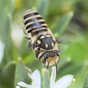 Megachile (Eutricharaea) macularis at Watson, ACT - 23 Mar 2025 12:41 PM