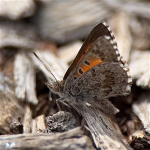 Lucia limbaria (Chequered Copper) at Watson, ACT - Yesterday by Hejor1