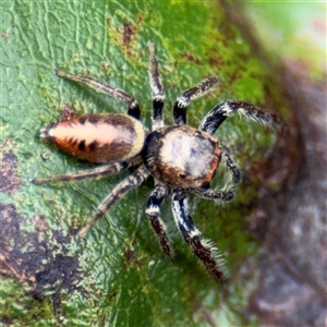 Opisthoncus sp. (genus) at Watson, ACT - 23 Mar 2025 11:56 AM