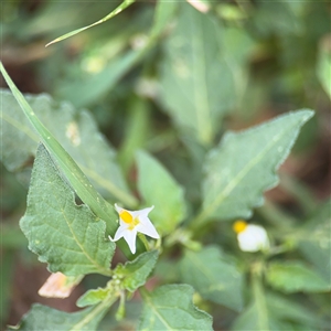 Solanum nigrum (Black Nightshade) at Watson, ACT - Yesterday by Hejor1