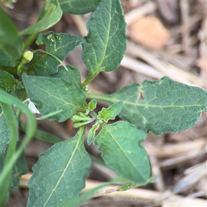 Solanum nigrum at Watson, ACT - 23 Mar 2025 11:50 AM