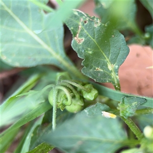 Solanum nigrum at Watson, ACT - 23 Mar 2025 11:50 AM